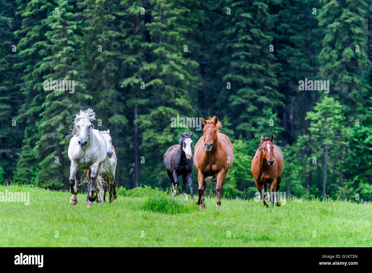 Horses Running in a Green Field Near Whitefish Montana Stock Photo Alamy