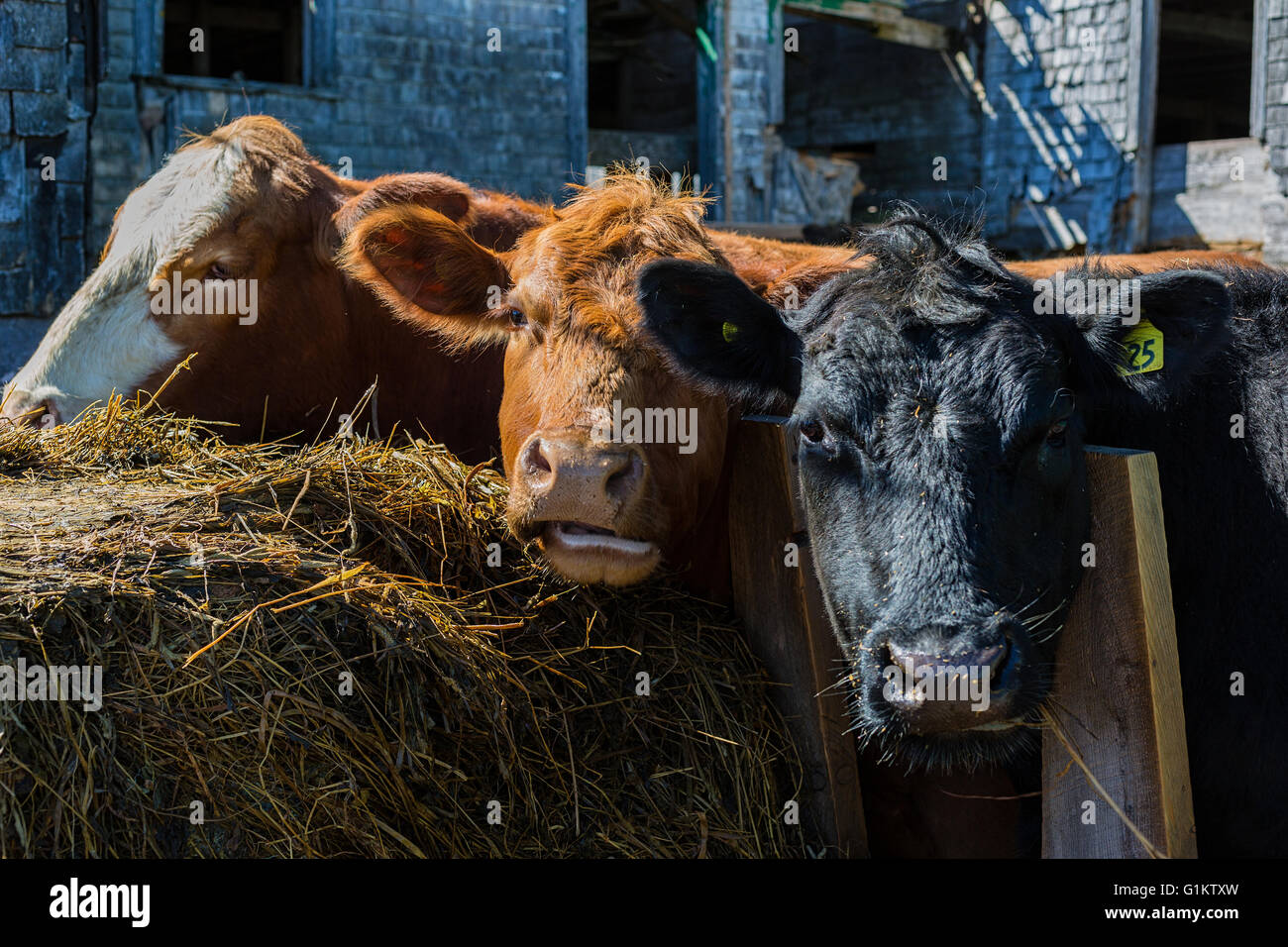 Feed Lot High Resolution Stock Photography and Images Alamy