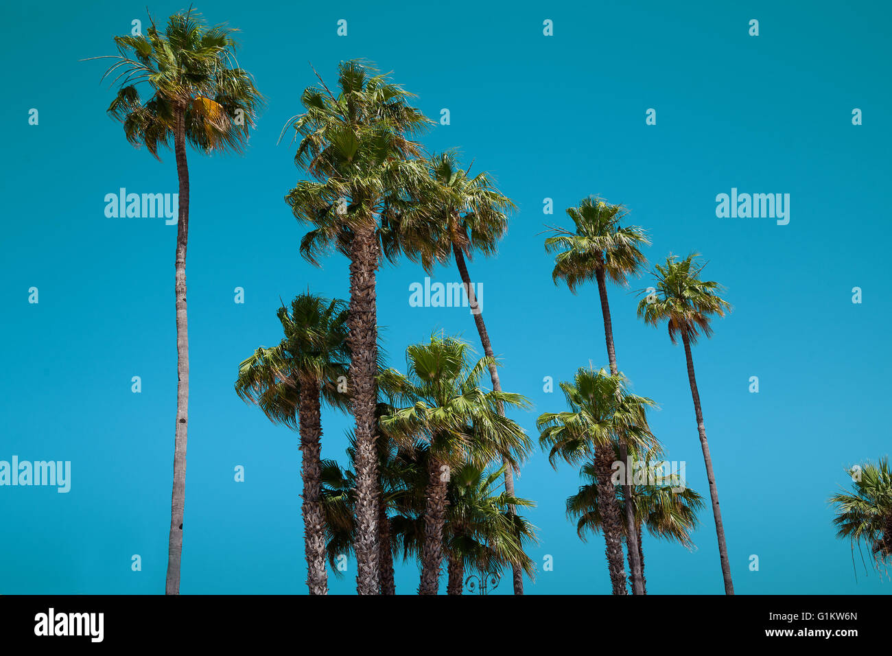 Row tall palm trees hi-res stock photography and images - Alamy