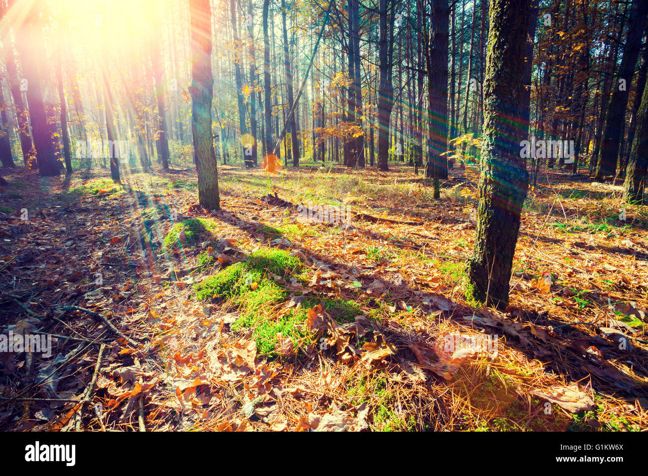 Pine forest in the morning Stock Photo - Alamy