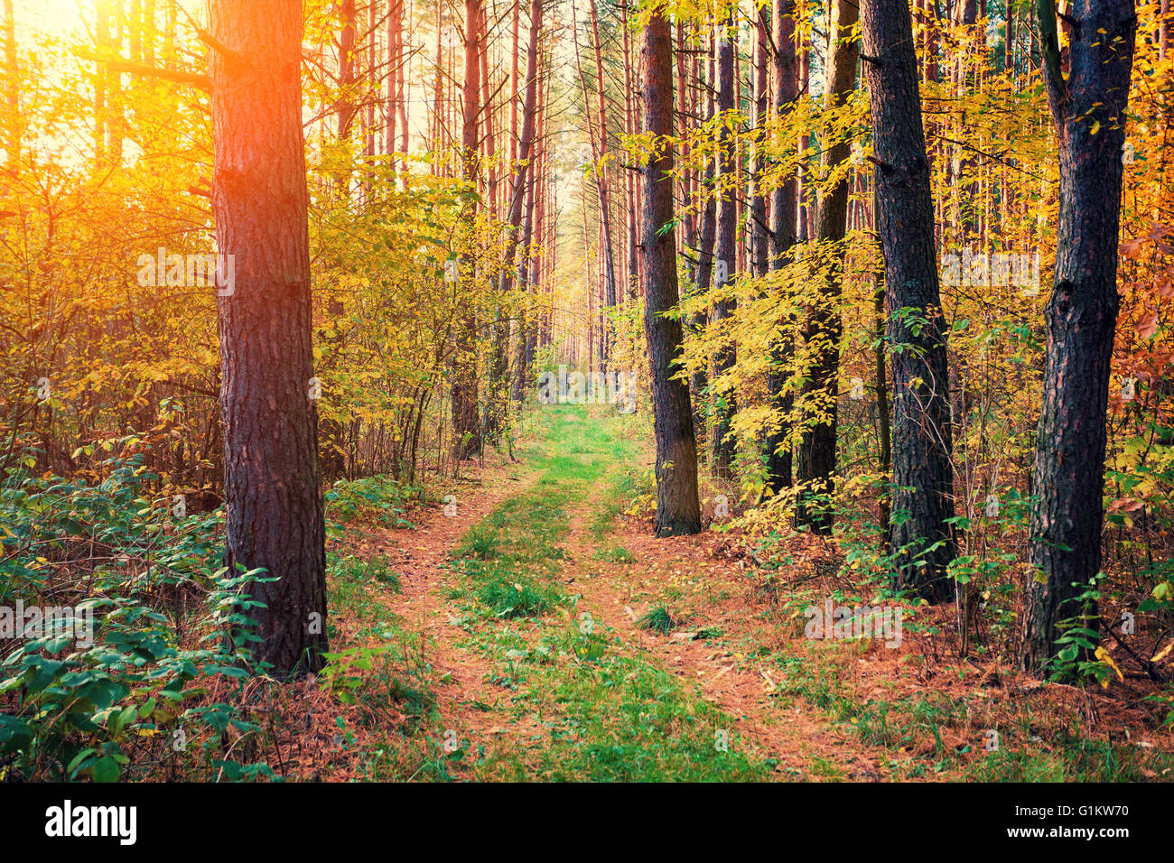 Pine forest in the morning Stock Photo - Alamy