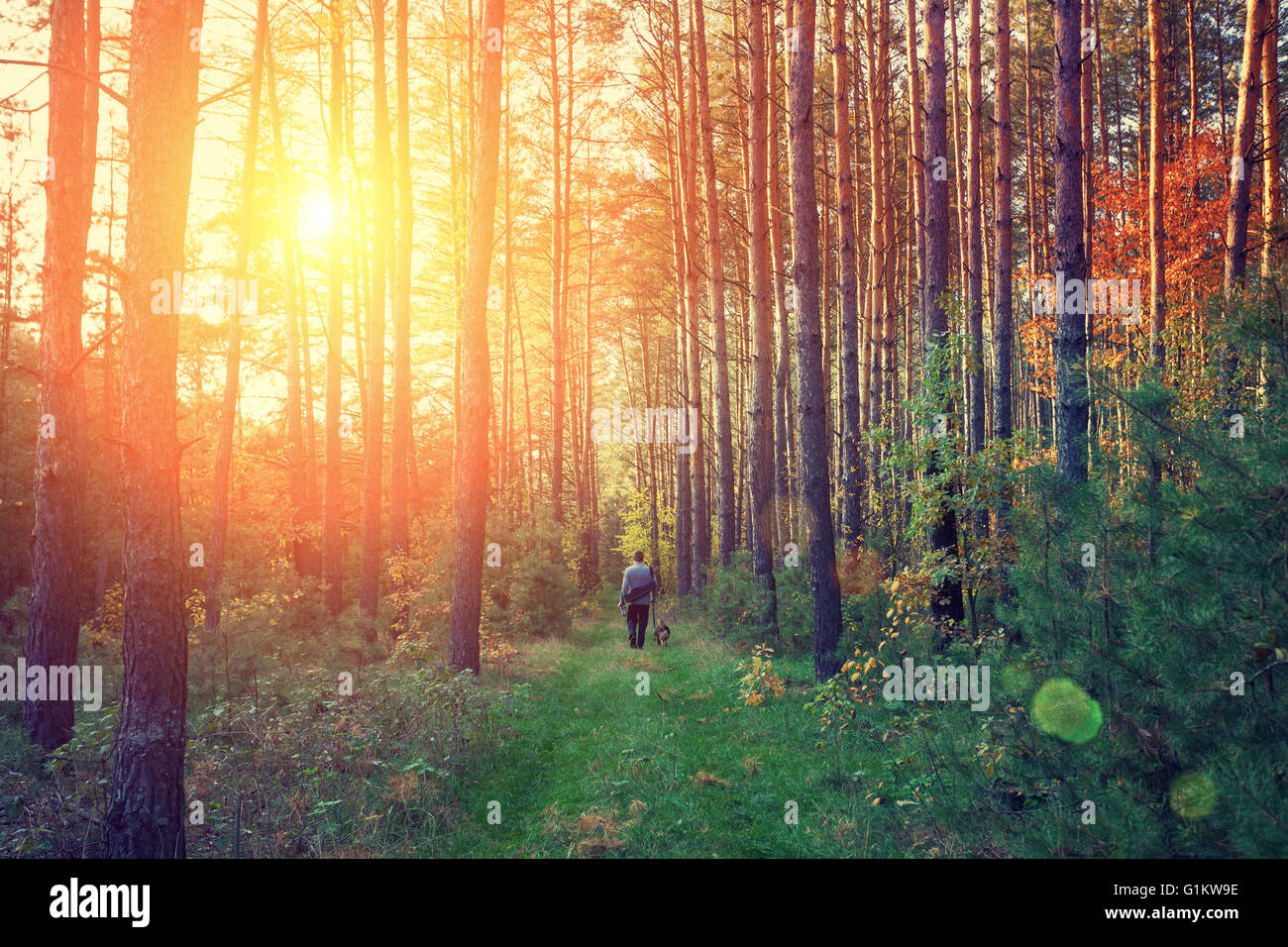 Pine forest in the morning Stock Photo - Alamy