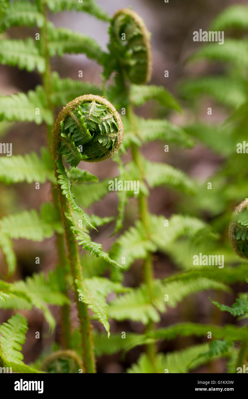 Young fern background Stock Photo