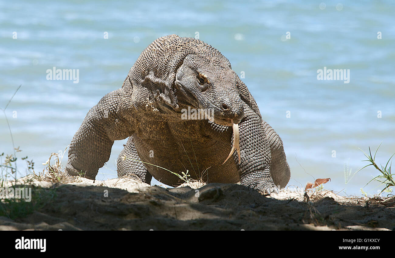 Komodo dragon displaying forked tongue Komodo Island Komodo National Park Indonesia Stock Photo