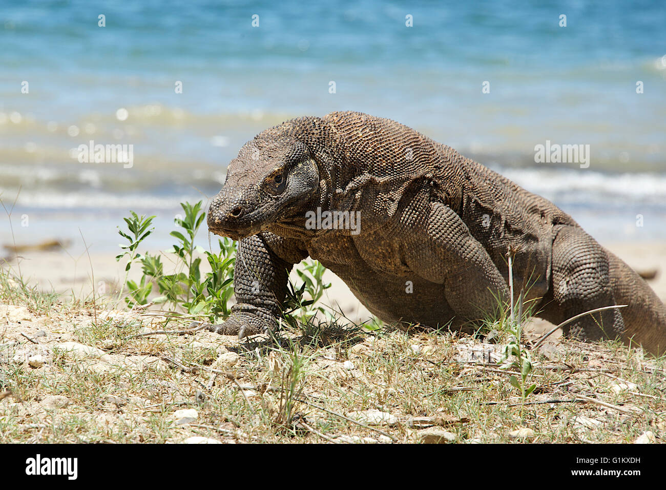 Komodo dragon Komodo Island Komodo National Park Indonesia Stock Photo ...