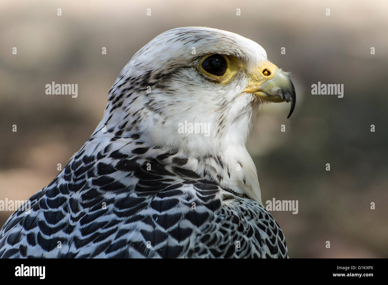 prey, beautiful white falcon with black and gray plumage Stock Photo ...