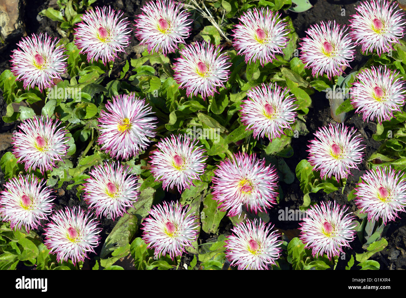 Bellis perennis Pomponette flowers in a flower bed Stock Photo