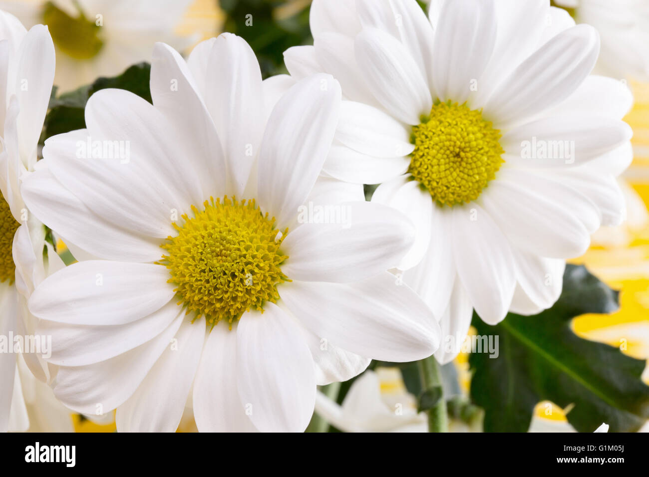 white daisies on the yellow wooden background. Stock Photo