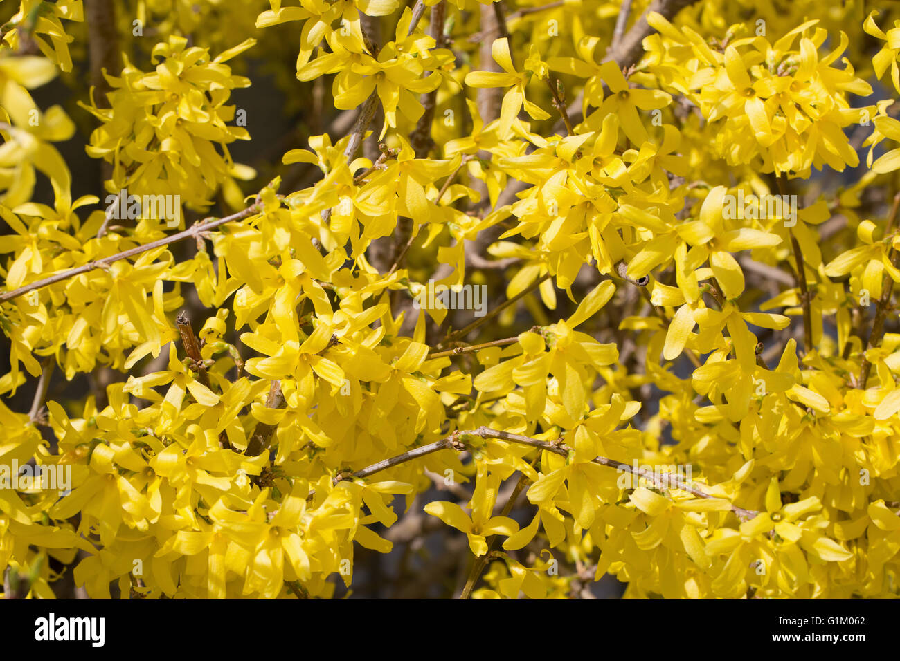 Cornus mas yellow flowers blossom. Stock Photo