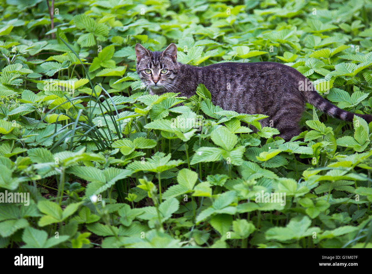 grey cat in the green grass. Stock Photo
