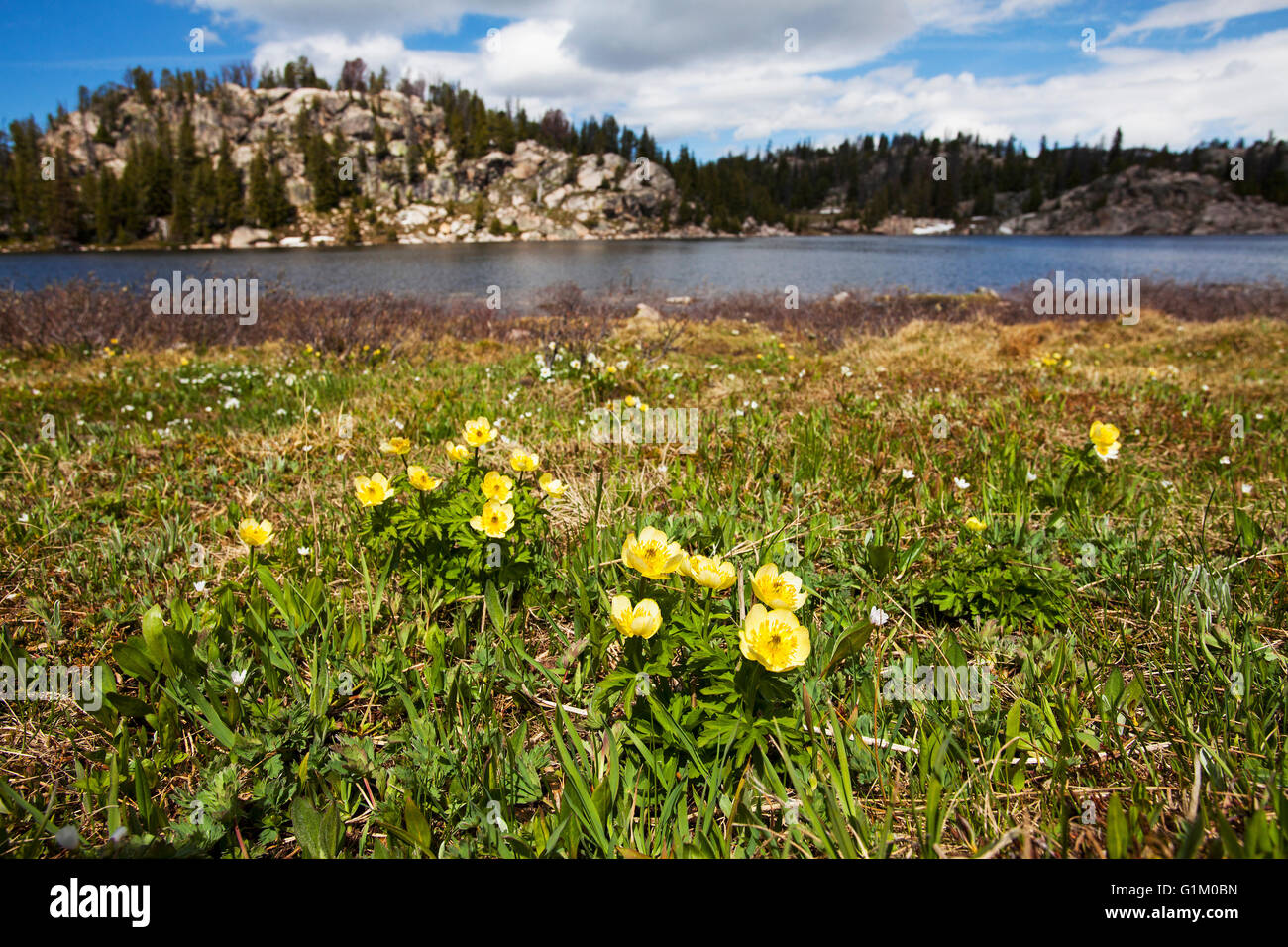 Subalpine buttercup Ranunculus eschscholzii beside Long Lake Wyoming USA June 2015 Stock Photo