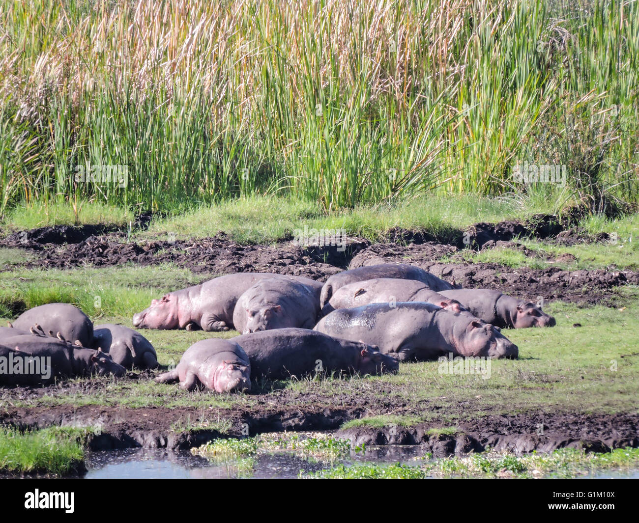 Hippos Sunning Stock Photo