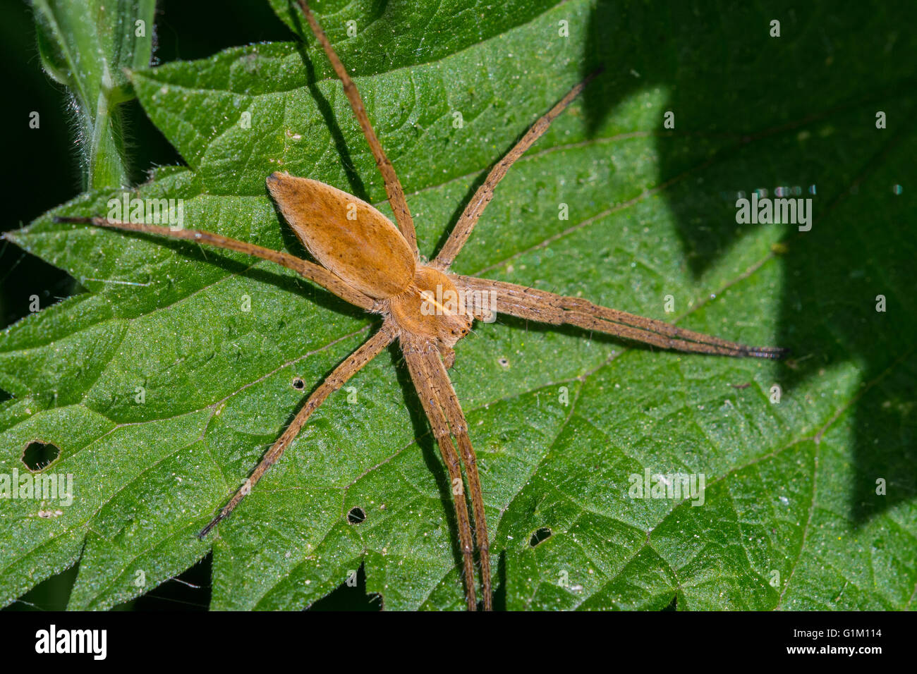 Nursery web spider (Pisaura mirabilis) on leaf in bush Stock Photo