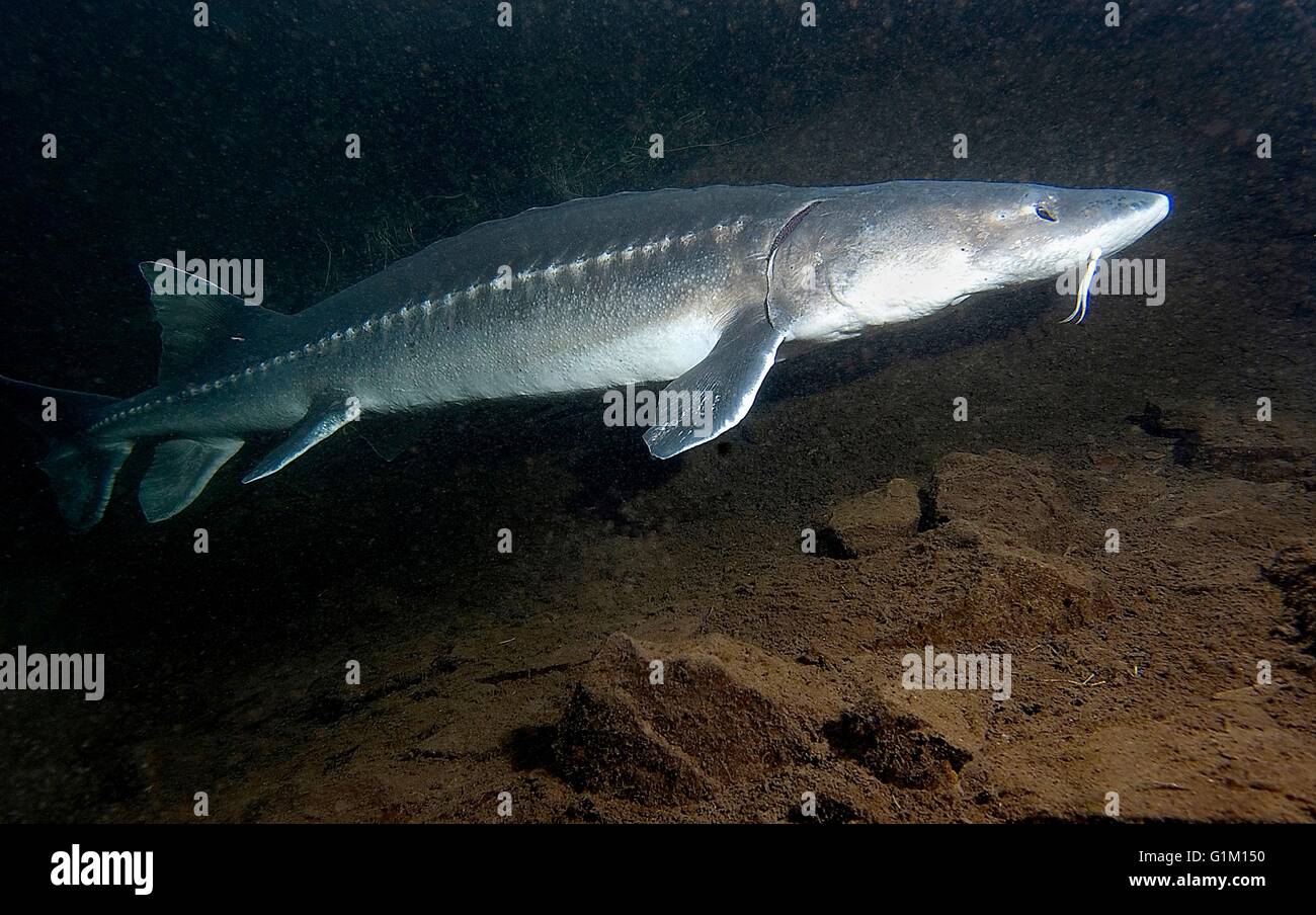A white sturgeon swims in the Columbia River at the Oregon Department of Fish and Wildlife Sturgeon Center at the Bonneville Dam, Cascade Locks, Oregon. Stock Photo