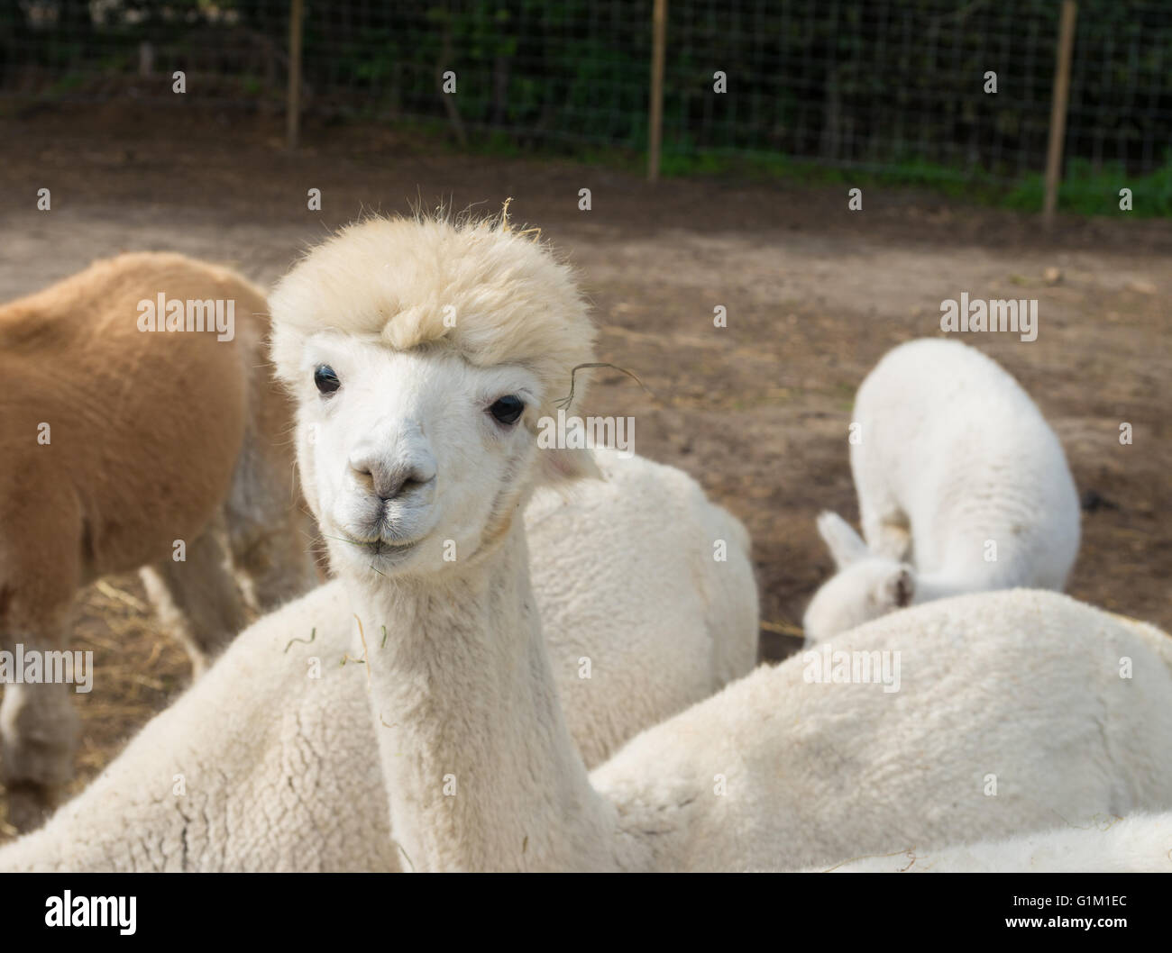 curious alpacas eating grass Stock Photo Alamy