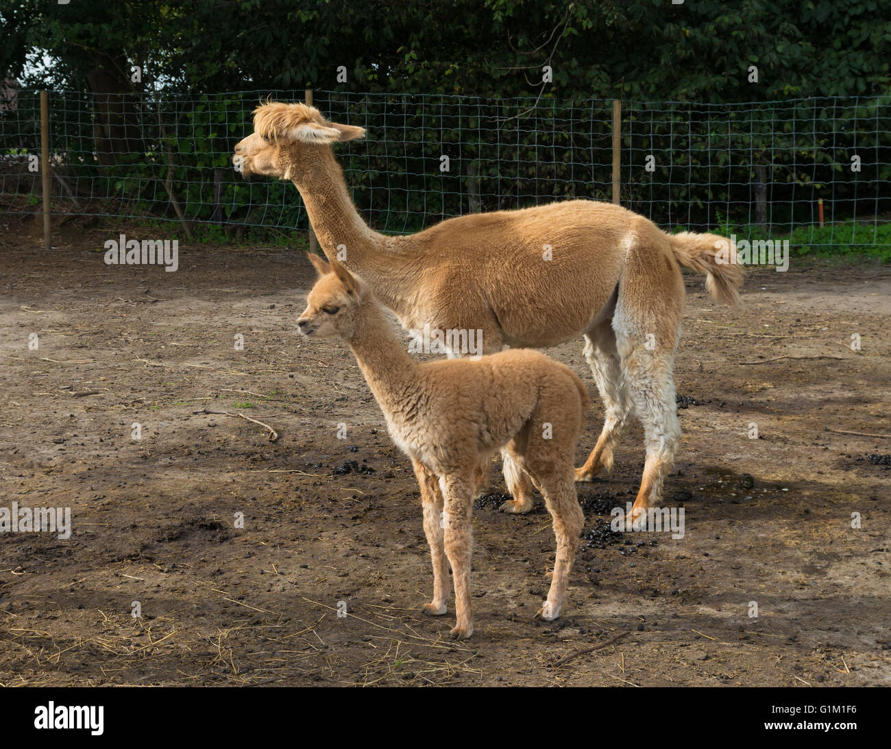 young alpaca with mother Stock Photo