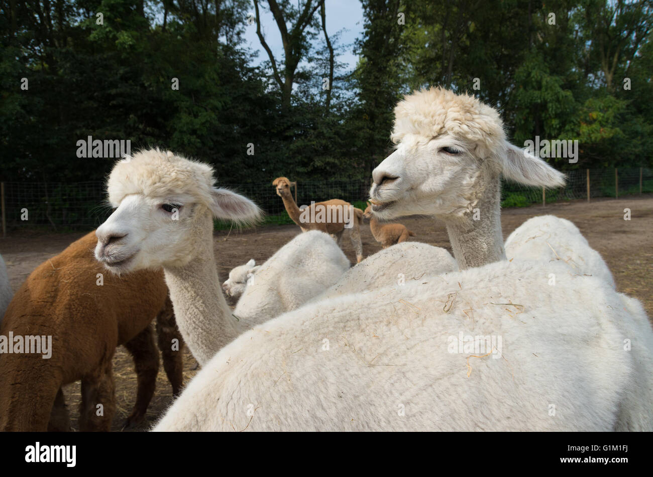 curious alpacas eating grass Stock Photo Alamy