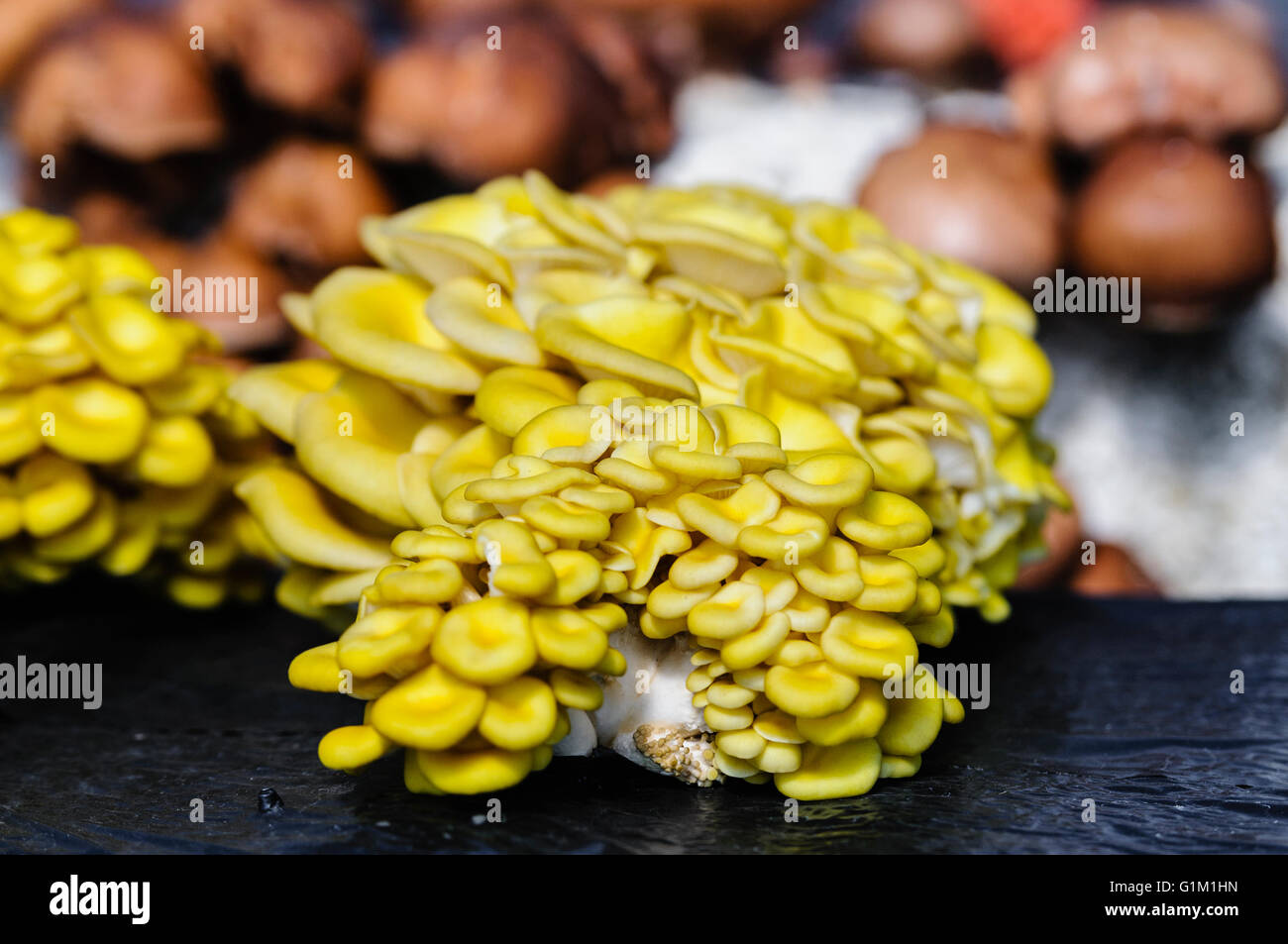 Pleurotus cornicopiae (Golden Oysters) comprising clusters of small to medium size yellow edible mushrooms. Stock Photo