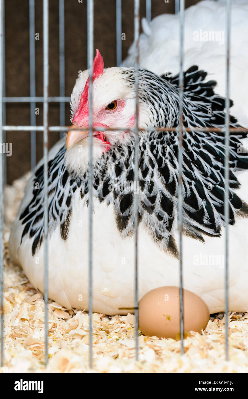 A chicken in a wire cage with a brown egg. Stock Photo