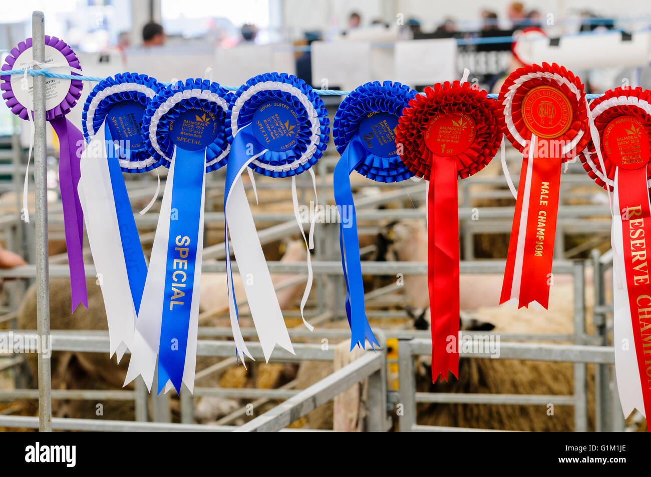 Rosettes won by a breeder in the sheep competition at the Balmoral Show, 2016 Stock Photo