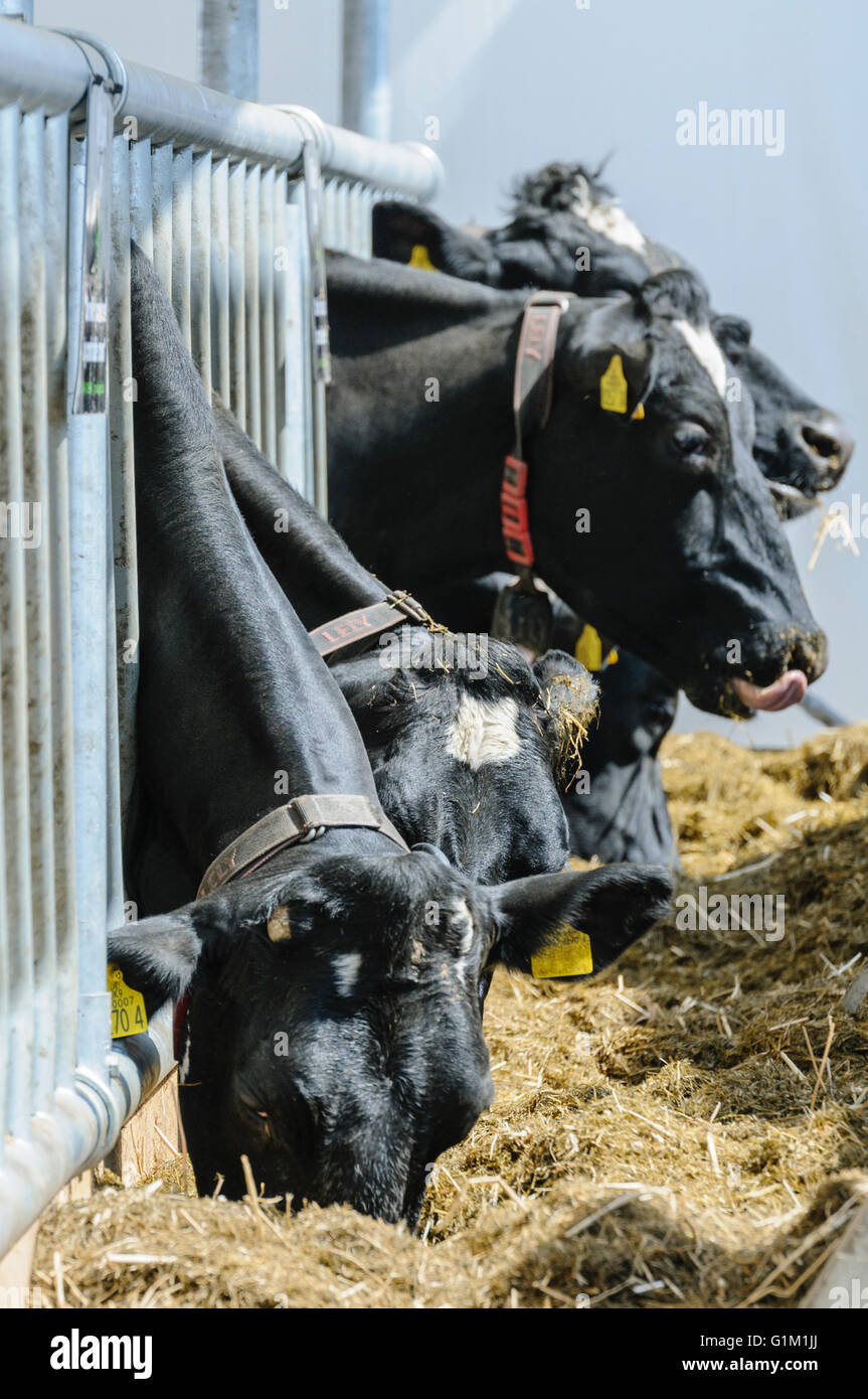 Holstein Friesian cattle eating from a feeding trough in a cattle shed