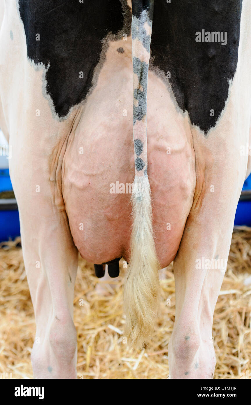 Udder and tail of a Holstein cow. Stock Photo