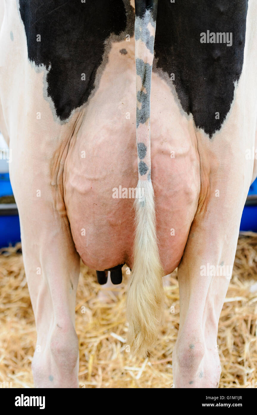 Cow Rear Uddert Udder and tail of a Holstein cow Stock Photo - Alamy