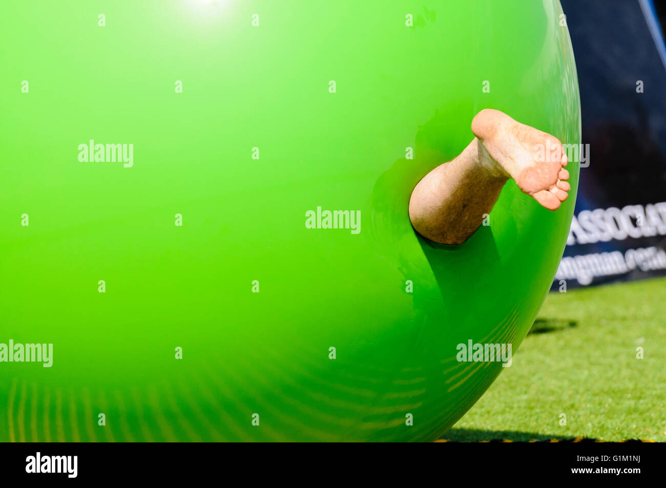 A children's performer inserts himself into a large green inflatable balloon, leaving only hie right leg sticking out. Stock Photo