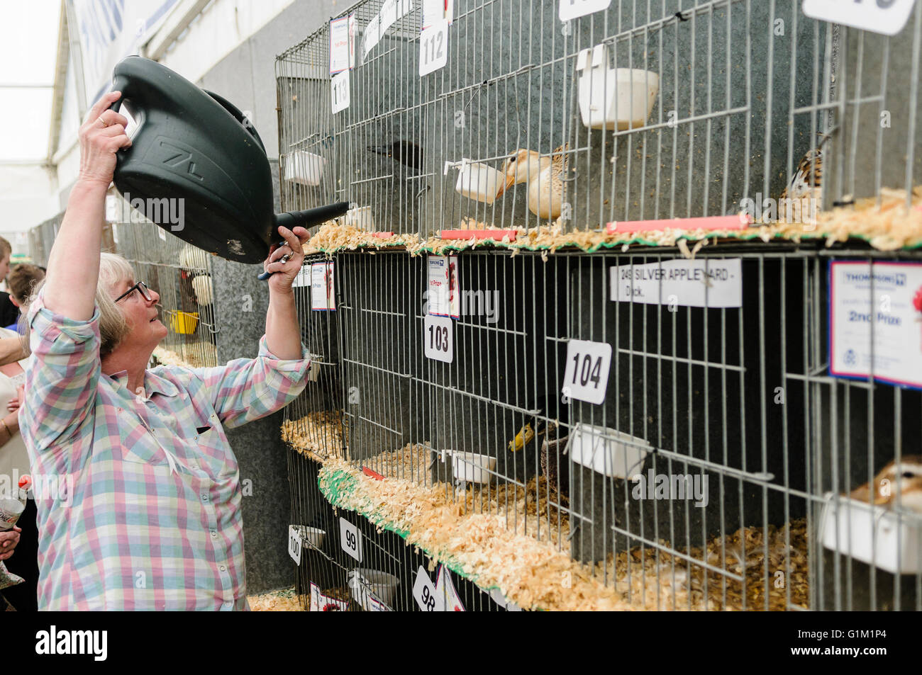 A woman tops up water holders for ducks in cages at an agricultural show. Stock Photo