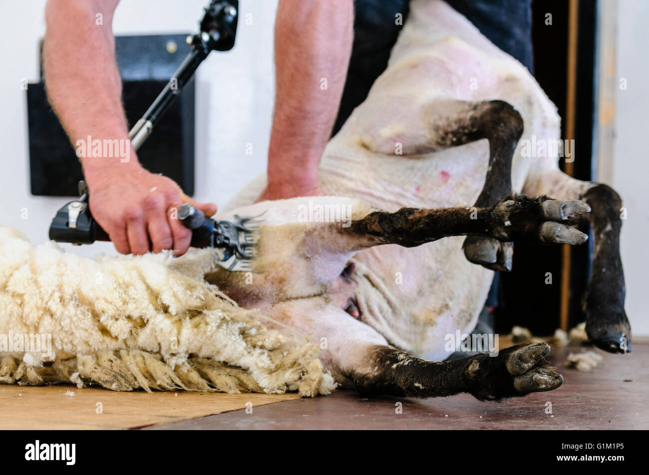 A man uses clippers to shear a sheep fleece at a sheep shearing