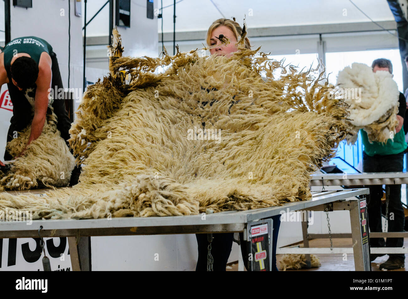 Sheeps fleece hires stock photography and images Alamy