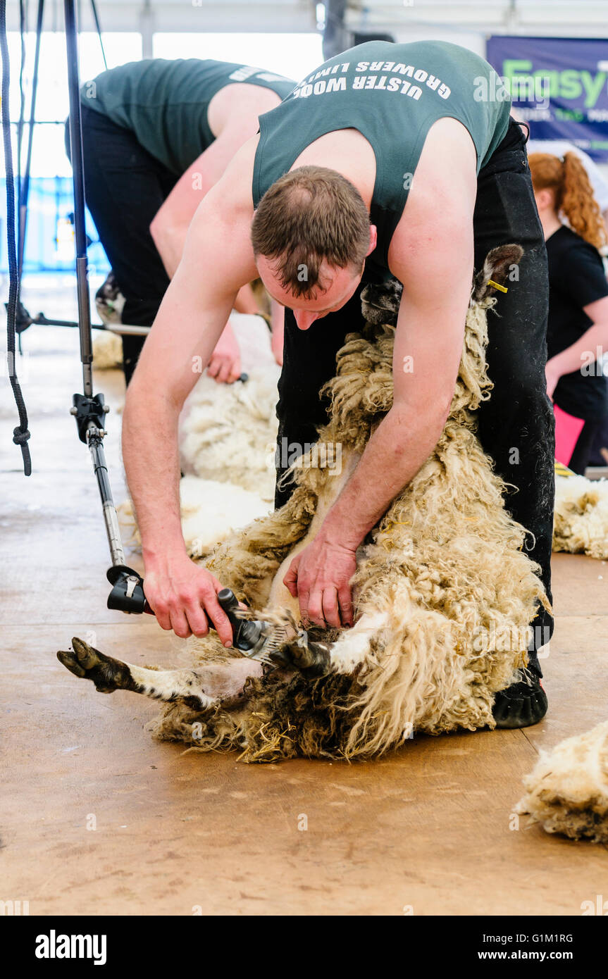 Shearing a sheep hires stock photography and images Alamy