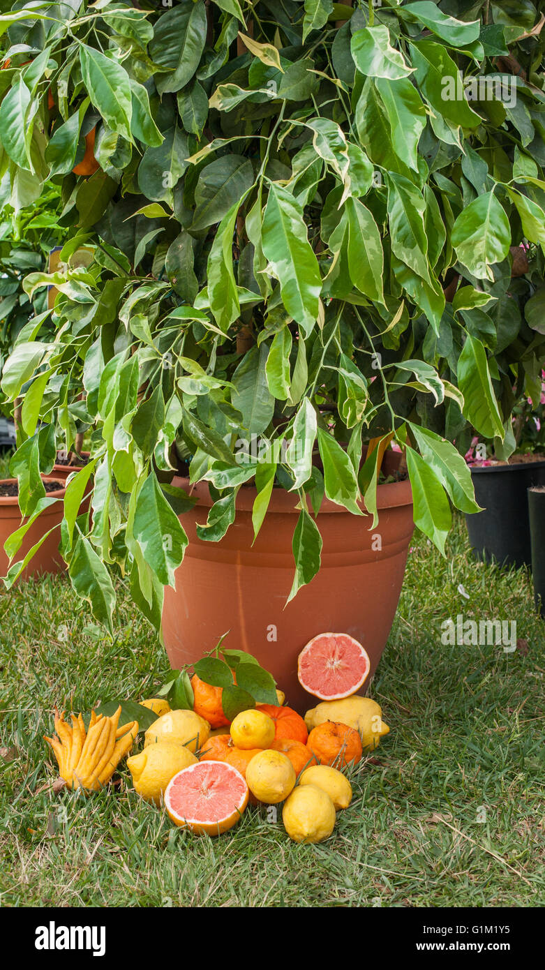 Heap of different citrus fruits under green plant in vase in nursery Stock Photo