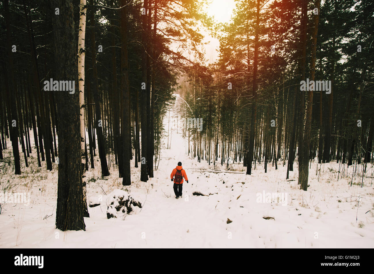 Hiker in snowy forest hi-res stock photography and images - Alamy