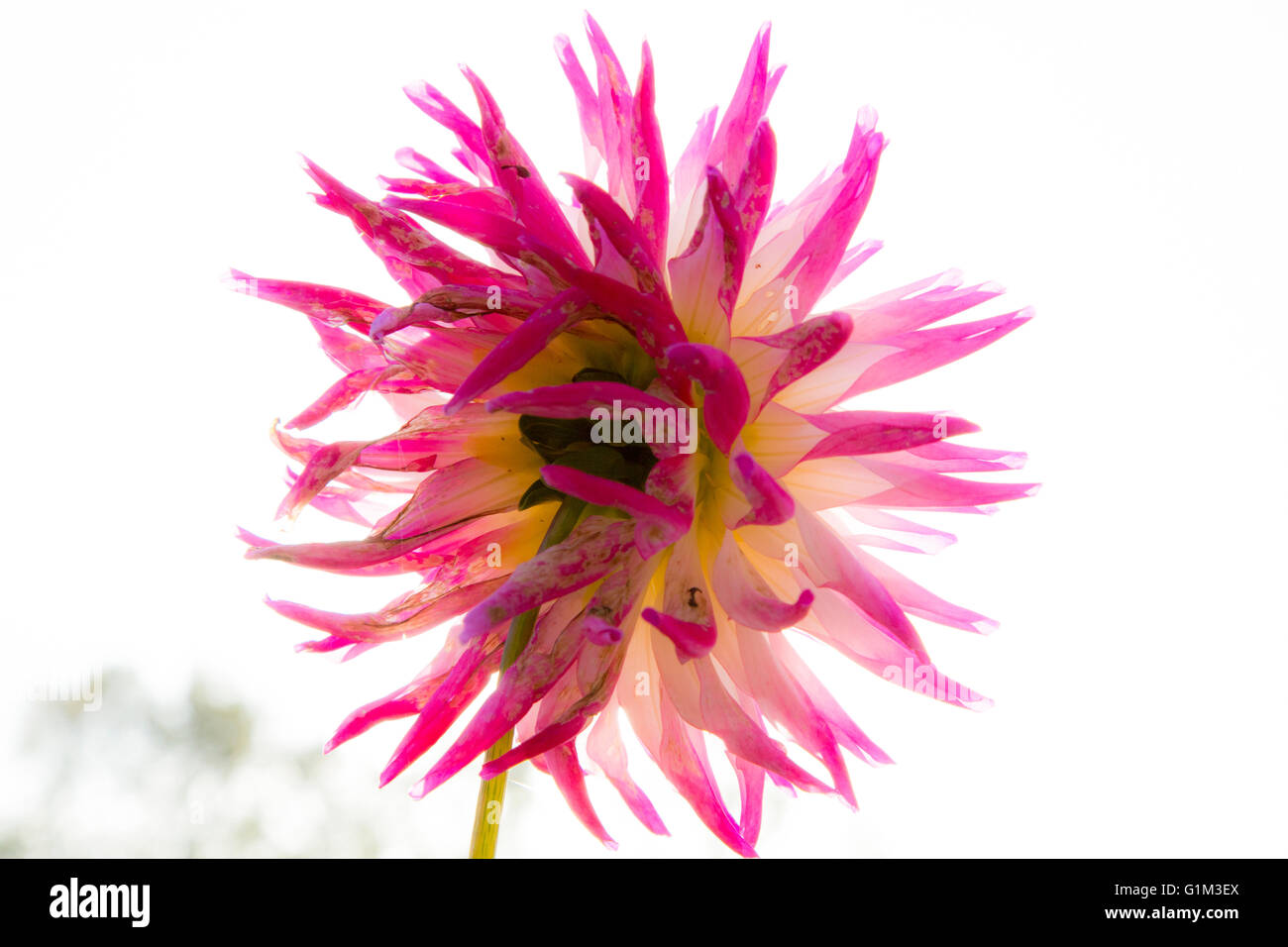 Close up of pink dahlia Stock Photo - Alamy