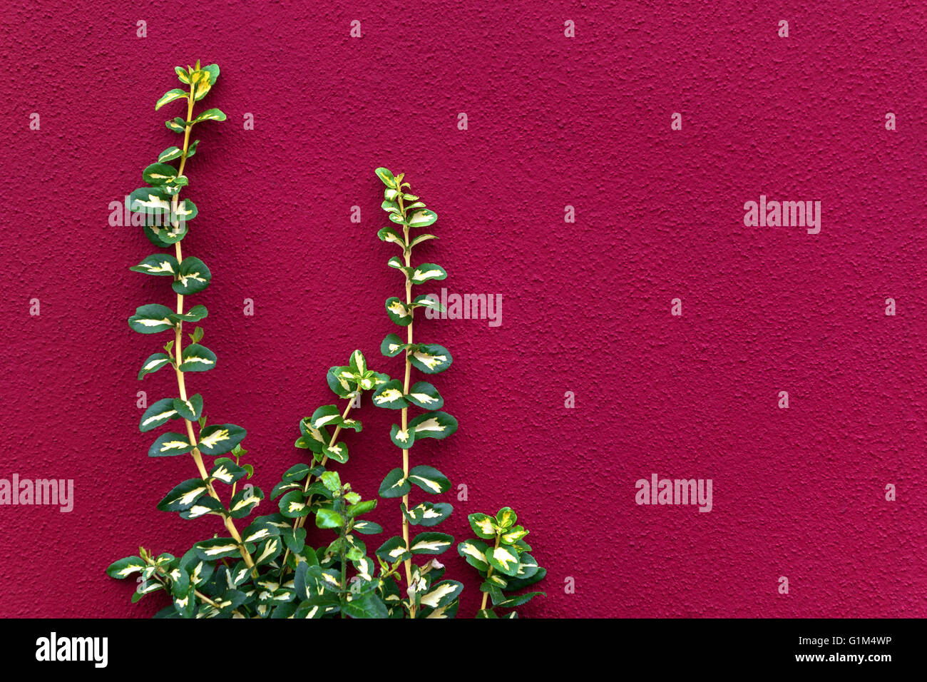 Green plant against a pink wall Stock Photo