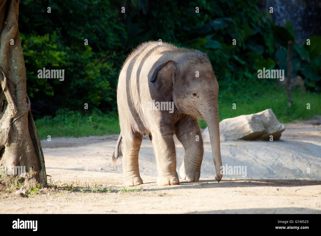 a elephant calf in a clear, sunny day Stock Photo - Alamy
