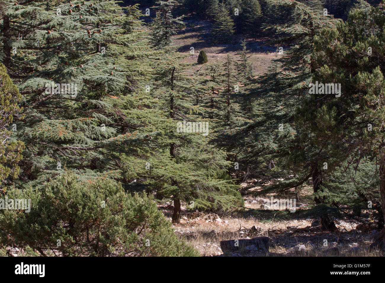 Lebanese cedar tree  the forest in the mountains, Turkey Stock Photo