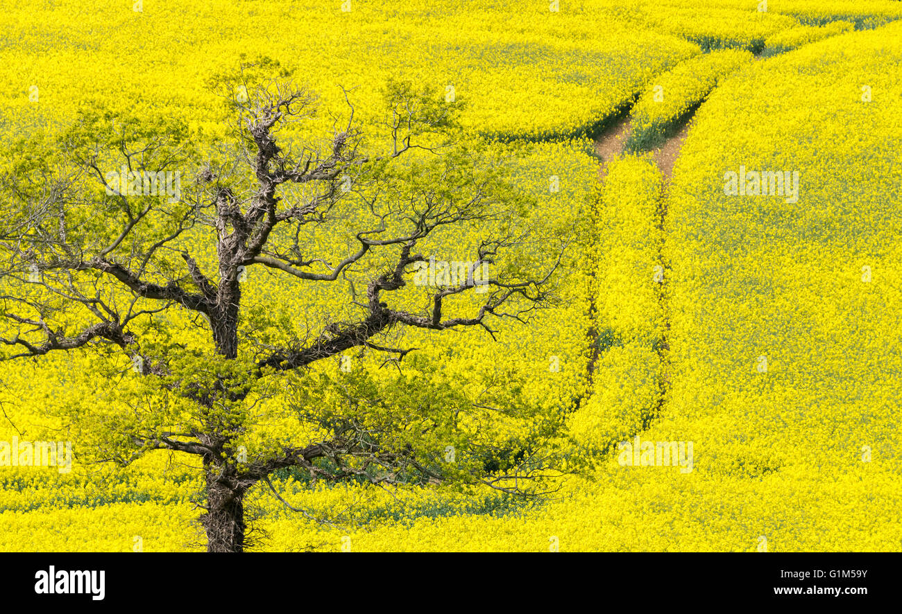 Rapre Tree Sunny yellow rape field with tree in foreground Stock Photo - Alamy