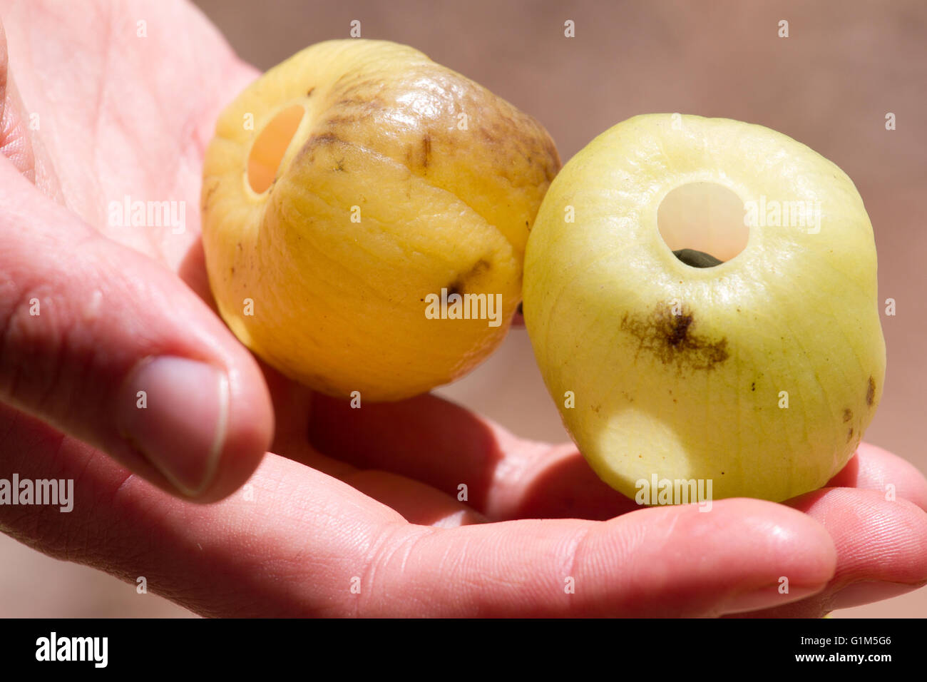 Close up of a kandoo fruit (Hernandia nymphaeifolia). Fruits lying on hand Stock Photo