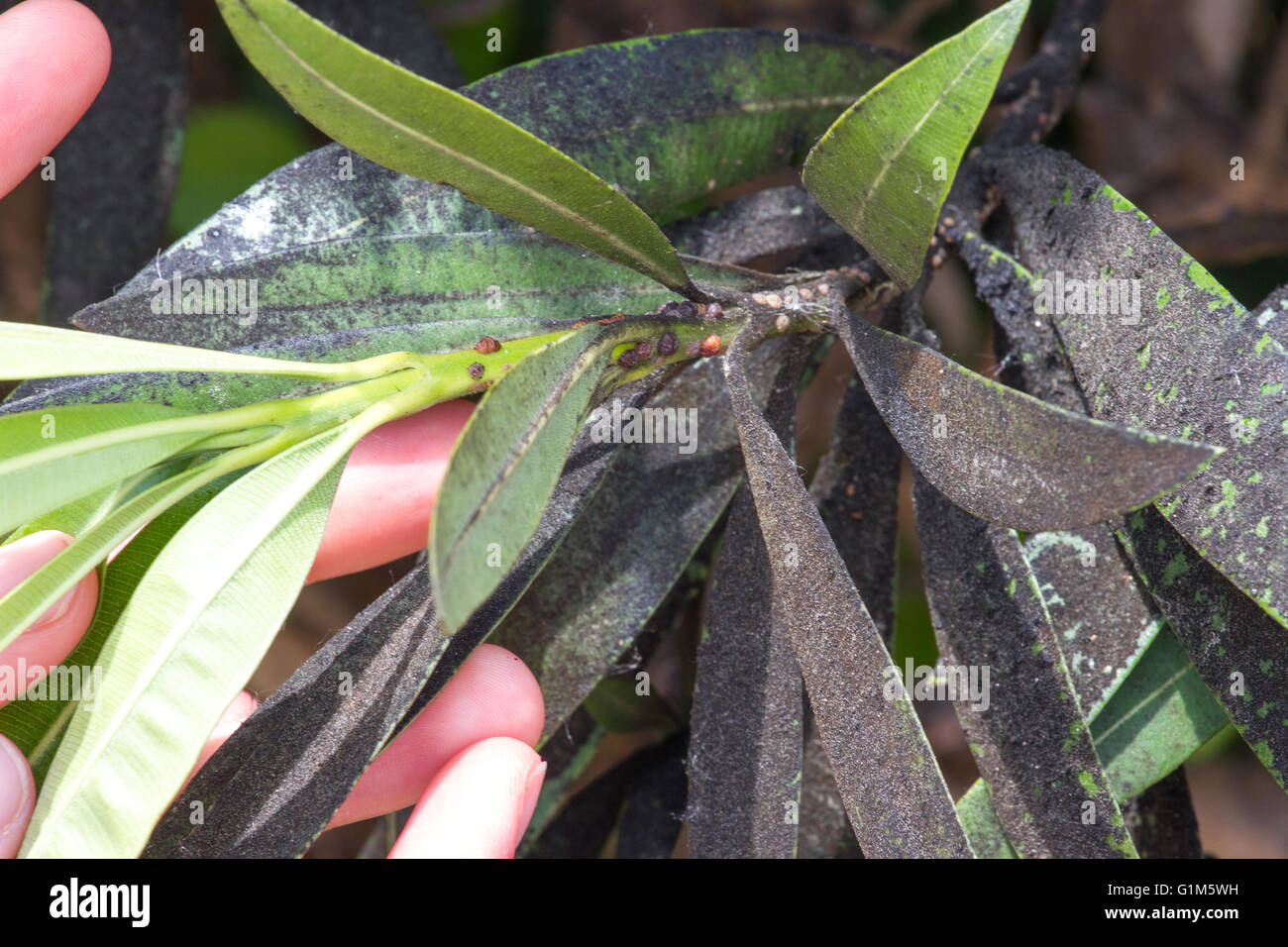 Oleander Insect Oleander aphid struck. Plant insect mealybugs infestation Stock Photo ...