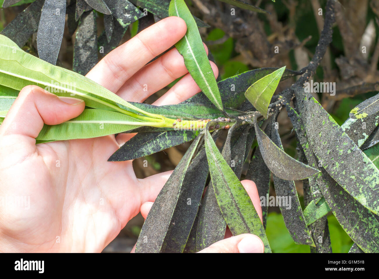 Oleander Insect Oleander aphid struck. Plant insect mealybugs infestation Stock Photo ...