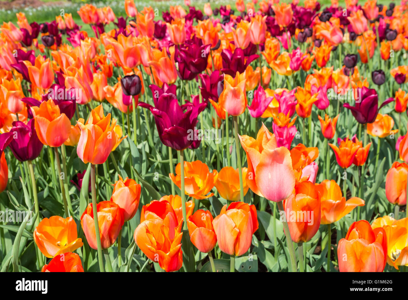 Flower bed full of tulips Stock Photo - Alamy