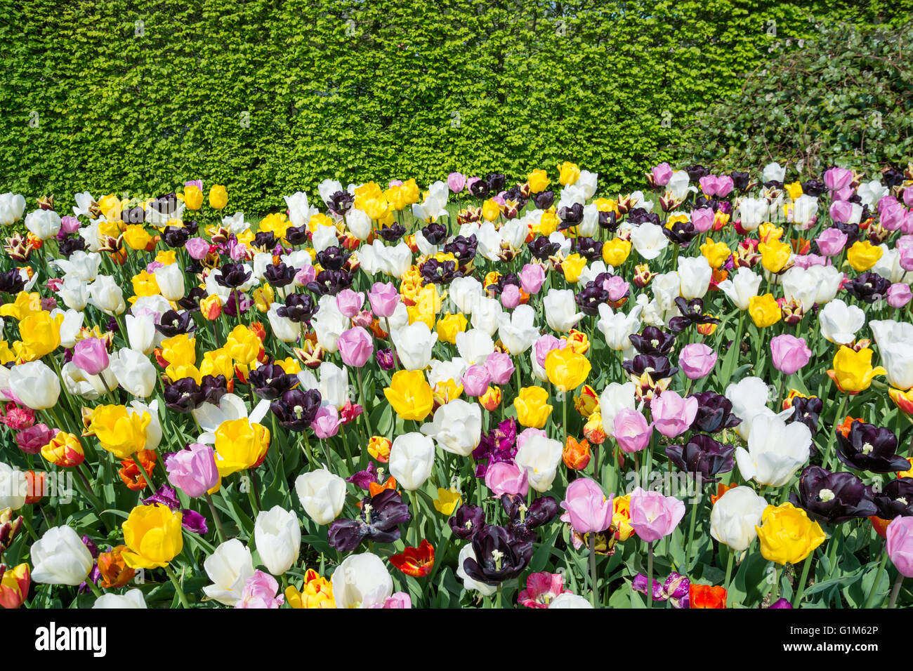Flower bed full of tulips Stock Photo - Alamy