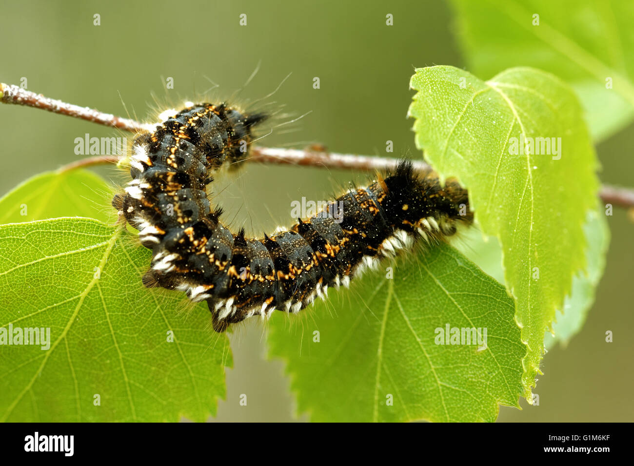 Euthrix potatoria, the drinker, is an orange-brown moth of the family Lasiocampidae. Stock Photo