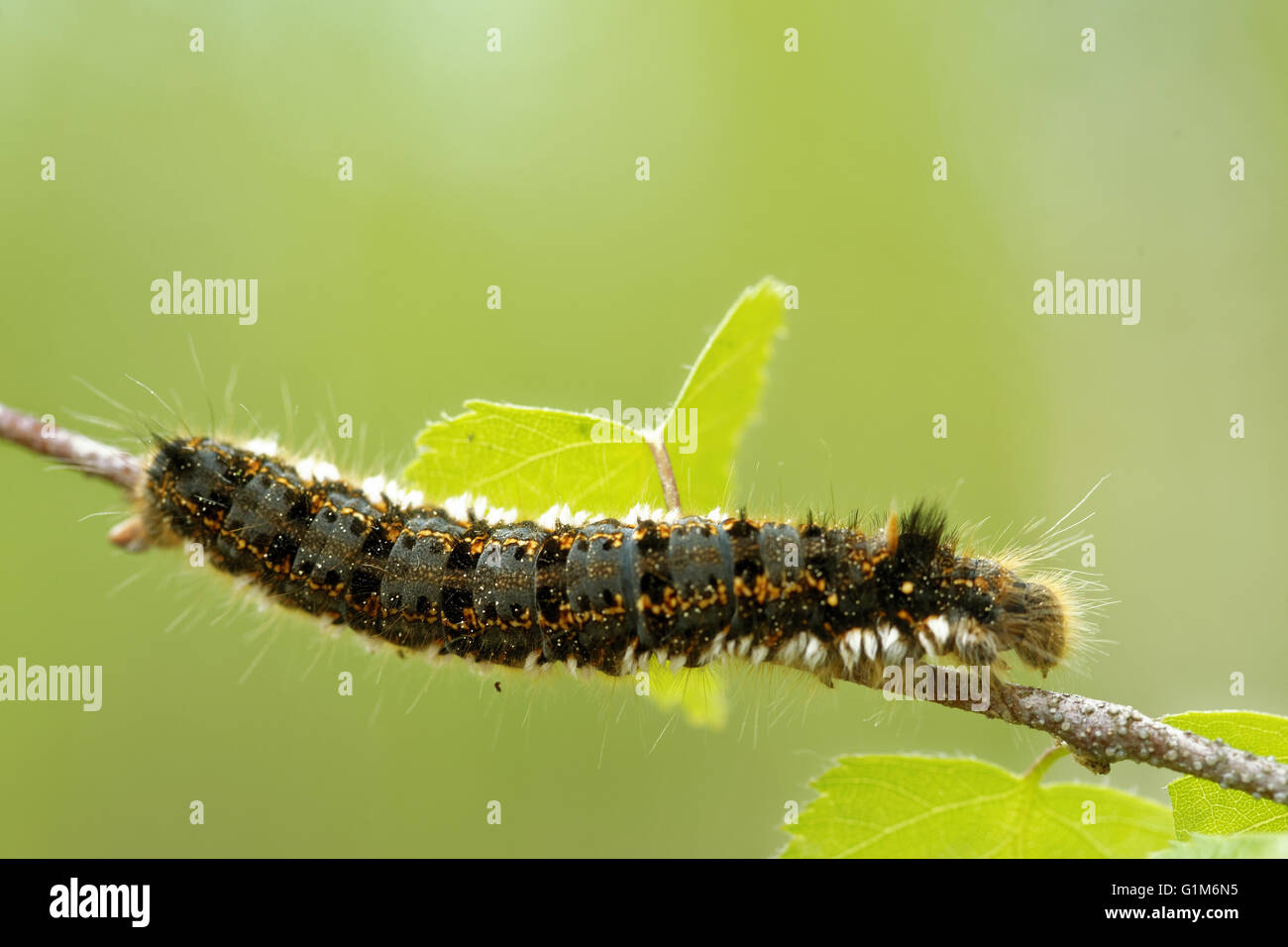 Euthrix potatoria, the drinker, is an orange-brown moth of the family Lasiocampidae. Stock Photo