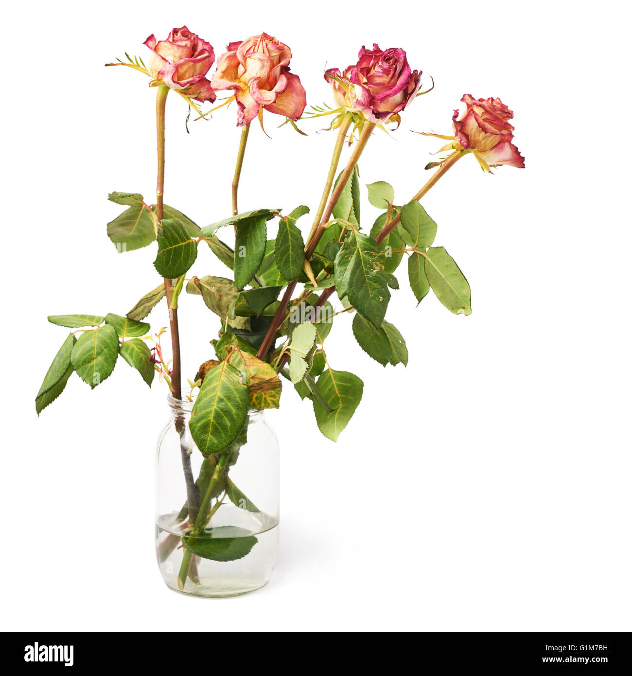 Dried pink roses over the white background Stock Photo Alamy