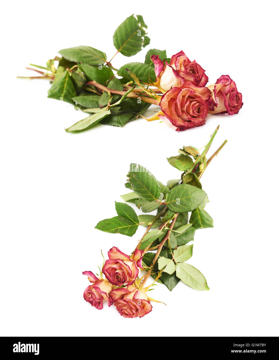 Dried pink roses over the white background Stock Photo Alamy