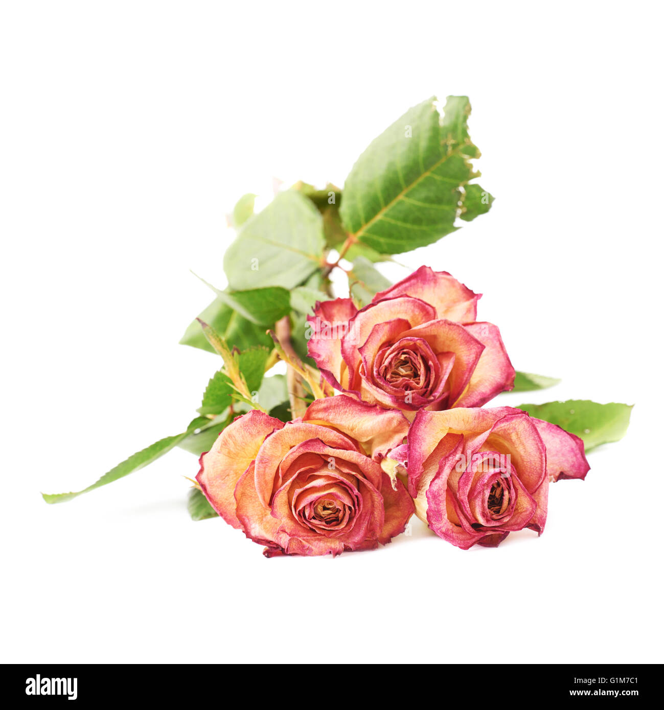 Dried pink roses over the white background Stock Photo - Alamy