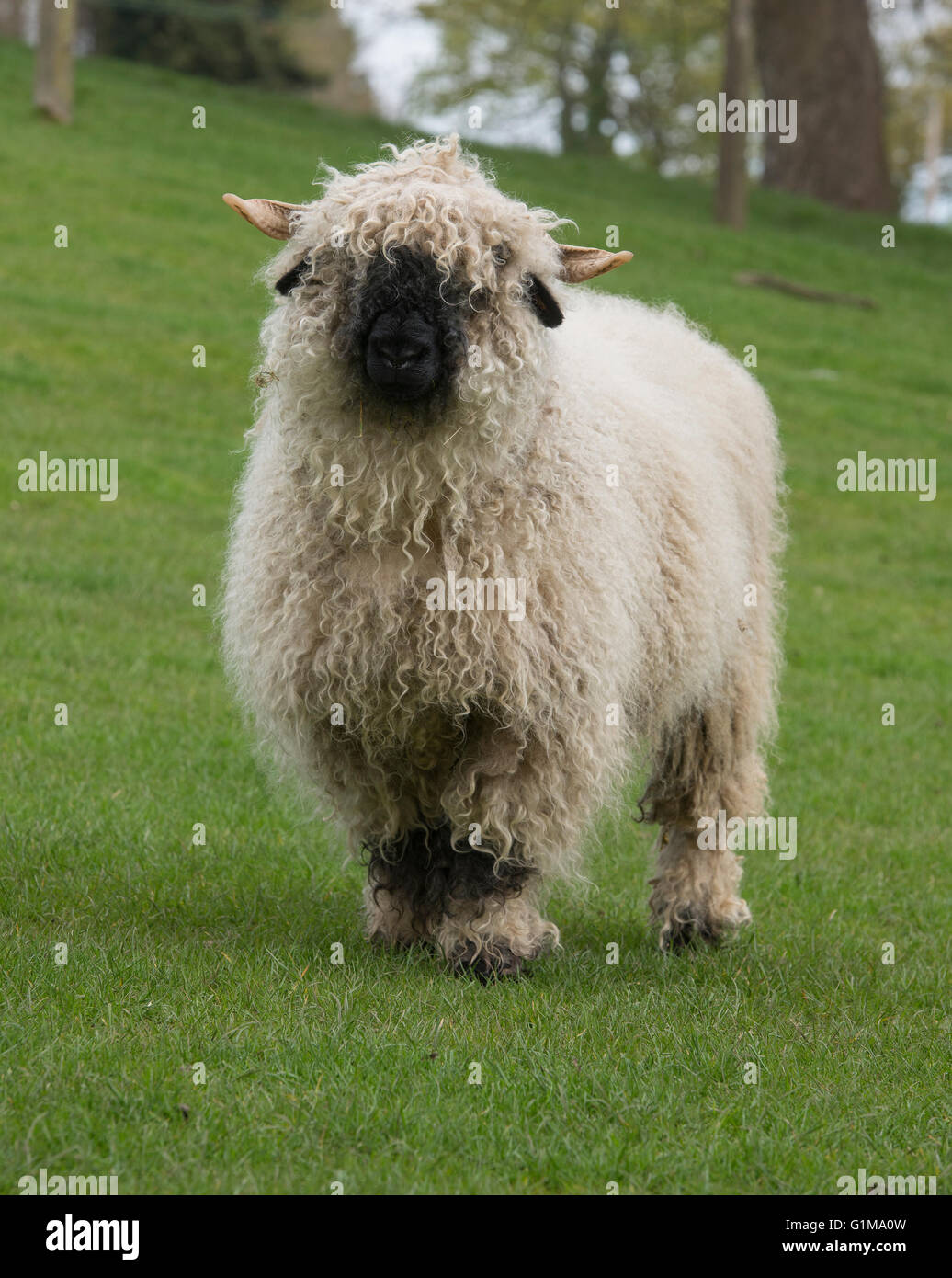Valais Blacknose ewe, Wales. Stock Photo